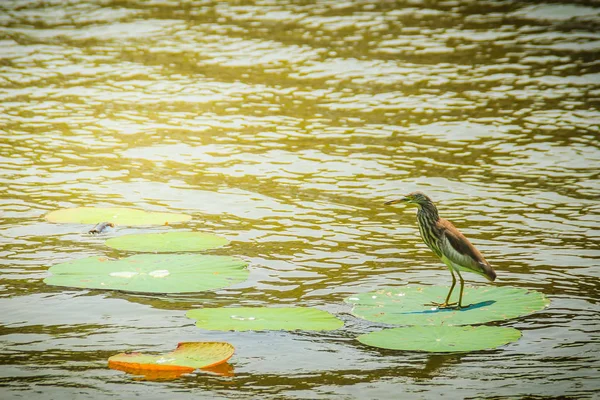 Schattige Chinese Vijver Heron Vogel Ardeola Bacchus Zitstokken Lotus Blad — Stockfoto