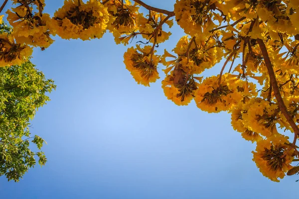 Yellow flowers on silver trumpet tree (Tabebuia aurea) with blue sky background and copy space for text. Tabebuia aurea, also known as Caribbean trumpet tree, silver trumpet tree and tree of gold.