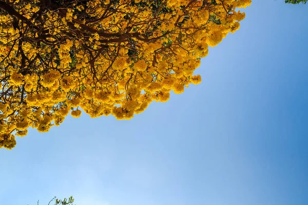 Flori Galbene Trâmbița Argint Tabebuia Aurea Fundal Albastru Spațiu Copiere — Fotografie, imagine de stoc