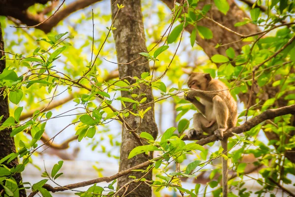 Pequeno Macaco Selvagem Marrom Peludo Está Sentado Comendo Comida Árvore — Fotografia de Stock