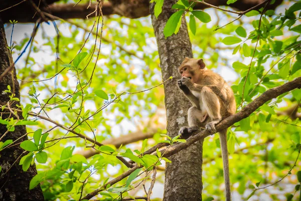 Pequeño Mono Salvaje Marrón Peludo Está Sentado Comiendo Comida Árbol — Foto de Stock