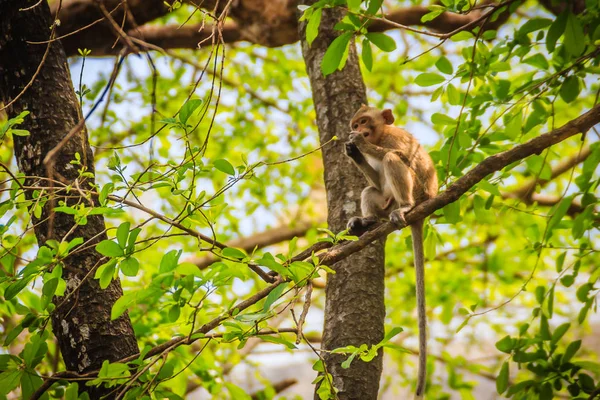 Mały Brązowy Furry Dziki Małpa Siedzi Jedzenie Drzewie Lesie Tropikalnym — Zdjęcie stockowe