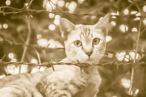 Övergivna Hemlösa Bortsprungna Katt Ion Gränsen Väggen Och Vänta Tjuvaktiga — Stockfoto