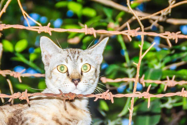 Gatto Randagio Abbandonato Getta Sul Muro Cinta Aspetta Rubare Cibo — Foto Stock