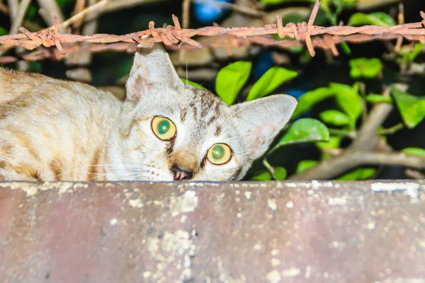 Gato Vadio Abandonado Vadio Ião Parede Limite Esperar Para Roubar — Fotografia de Stock