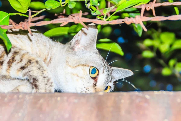 Gatto Randagio Abbandonato Getta Sul Muro Cinta Aspetta Rubare Cibo — Foto Stock