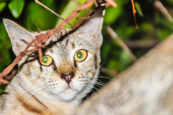 Gatto Randagio Abbandonato Getta Sul Muro Cinta Aspetta Rubare Cibo — Foto Stock