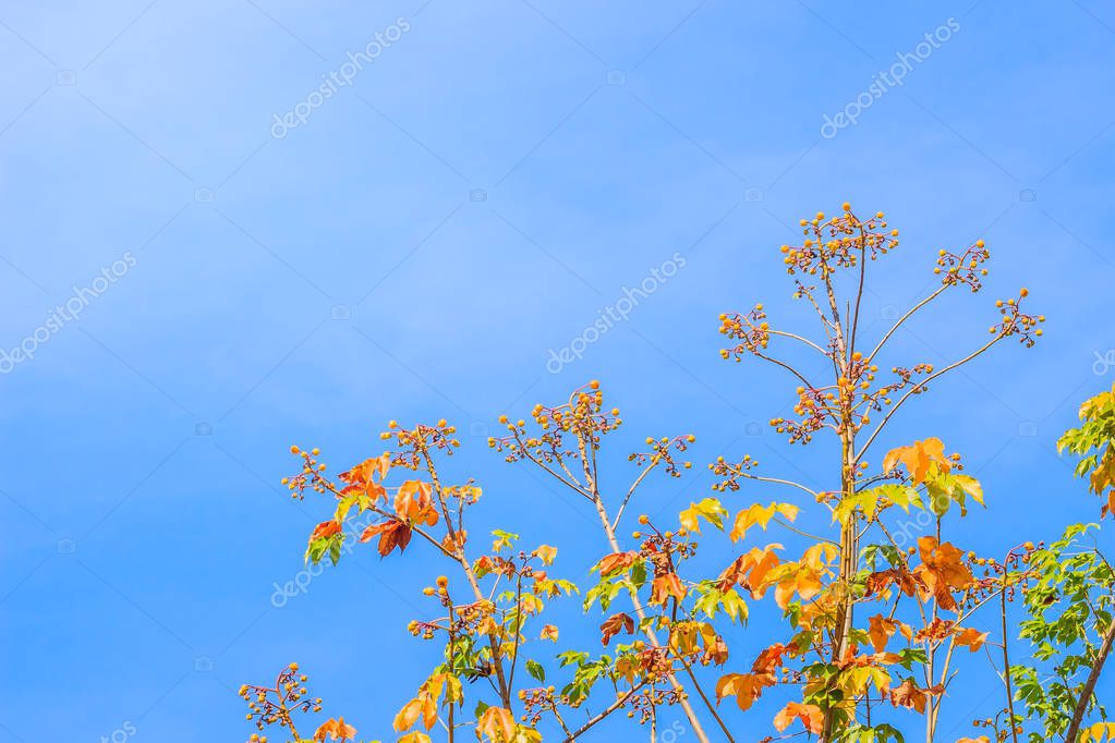 Red Leaves And Yellow Young Bud Of Silk Cotton Tree Flower Cochlospermum Religiosum With Blue Sky Background And Copy Space For Text Cochlospermum Religiosum Is Also Known As Buttercup Tree Larastock Red Leaves And Yellow Young Bud Of Silk Cotton Tree Flower Cochlospermum Religiosum With Blue Sky Background And Copy Space For Text Cochlospermum Religiosum Is Also Known As Buttercup Tree Larastock