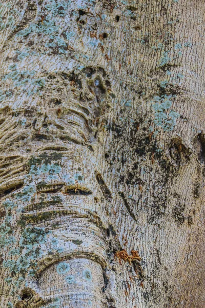 Baobab Arbre Tronc Texture Fond Modèle Abstrait Sur Écorce Baobab — Photo