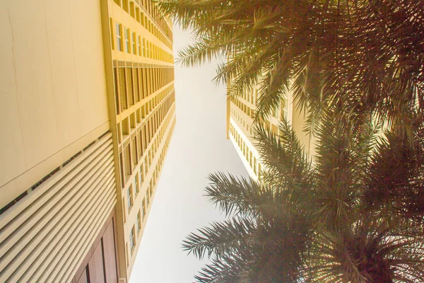 仰望着高耸的摩天大楼 在前景上 棕榈树 阳光明媚的天空与棕榈树装饰在现代公寓楼 — 图库照片