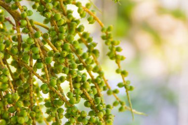 Parlak yeşil tilki kuyruğu Palm (Wodyetia bifurcate A.K. Irvine) ağaçta meyve.