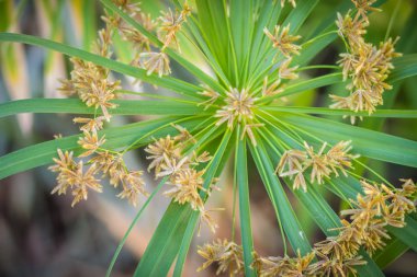 Green grass flowers of Cyperus involucratus (umbrella plant), also known as papyrus sedges, flatsedges, nutsedges, umbrella-sedges and galingales. It's use to make basketry basket, mat and hat. clipart