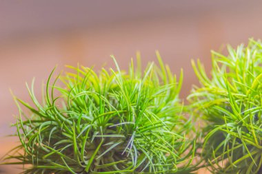 Evergreen hava tesisleri, olarak da bilinen tillandsia, yerli ormanlar, dağlar ve Kuzey Meksika çöllerinde. Tillandsia masrafsız ev bitki, sık sulama gerektirmez.