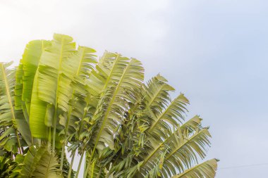 Muz fan desen arka plan bırakır. Güzel doku ve Traveller's ağaç (Ravenala madagascariensis Allah) yeşil yaprakları arka plan.