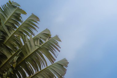 Muz fan desen arka plan bırakır. Güzel doku ve Traveller's ağaç (Ravenala madagascariensis Allah) yeşil yaprakları arka plan.