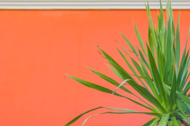 Turuncu duvar yeşil yaprakları arka plan ile. Yeşil yaprak kopya alanı metin için turuncu çimento duvar üzerinde.