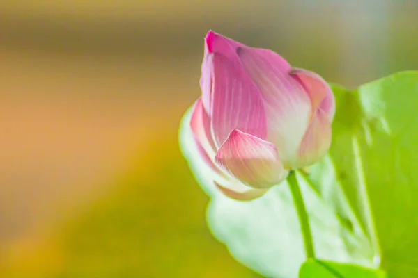 Vackra Blommande Rosa Lotus Natten Flyter Flora Lotus Sjön Skönheten — Stockfoto