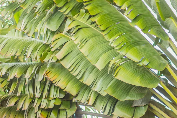 Abanico Plátano Deja Fondo Patrón Hermosa Textura Del Árbol Del — Foto de Stock