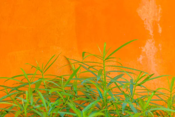 橙色墙壁与绿色叶子背景 橙色水泥墙上的绿叶 文本复制空间 — 图库照片