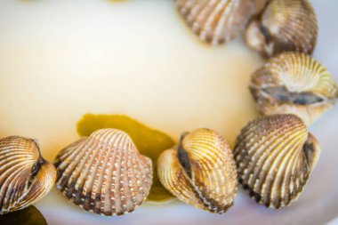 Metniniz için kopya alanı ile beyaz çanak üzerinde kan istiridye haşlanmış. Tarak çerçeve kopya alanı ile biraz uzun tuttum. Kan daraltan ya da deniz ürünleri kavramı için kan istiridye (Tegillarca granosa) arka plan.