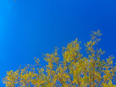 Yumuşak sarı sonbahar mavi gökyüzü arka plan altında bırakır. Sonbahar yaz sarı ile mavi gökyüzü karşı yaprakları. Renkli kopya alanı ile bulut gökyüzü karşı güzel sarı sonbahar yaprakları parçası.