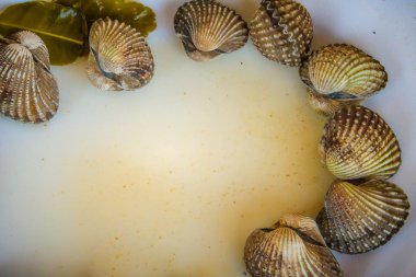 Metniniz için kopya alanı ile beyaz çanak üzerinde kan istiridye haşlanmış. Tarak çerçeve kopya alanı ile biraz uzun tuttum. Kan daraltan ya da deniz ürünleri kavramı için kan istiridye (Tegillarca granosa) arka plan.