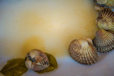 Metniniz için kopya alanı ile beyaz çanak üzerinde kan istiridye haşlanmış. Tarak çerçeve kopya alanı ile biraz uzun tuttum. Kan daraltan ya da deniz ürünleri kavramı için kan istiridye (Tegillarca granosa) arka plan.