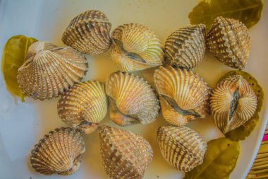 Beyaz yemek zemin üzerine haşlanmış kan istiridye. Herb ile haşlanmış daraltan çerçeve. Kan daraltan ya da deniz ürünleri kavramı için kan istiridye (Tegillarca granosa) arka plan.