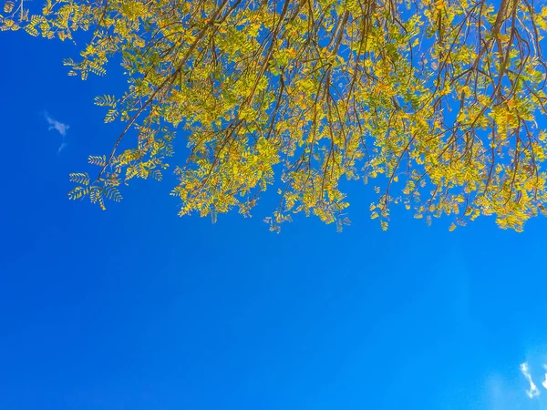 Soft yellow Autumn leaves under blue sky background. From Autumn to Summer with yellow leaves against blue sky. Colorful fragment of beautiful yellow Autumn foliage against cloud sky with copy space.