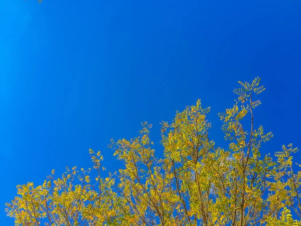 Amarillo Suave Hojas Otoño Bajo Fondo Azul Del Cielo Del —  Fotos de Stock