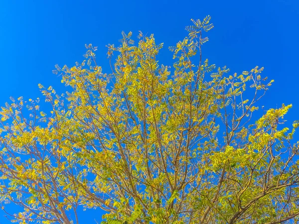 Soft yellow Autumn leaves under blue sky background. From Autumn to Summer with yellow leaves against blue sky. Colorful fragment of beautiful yellow Autumn foliage against cloud sky with copy space.