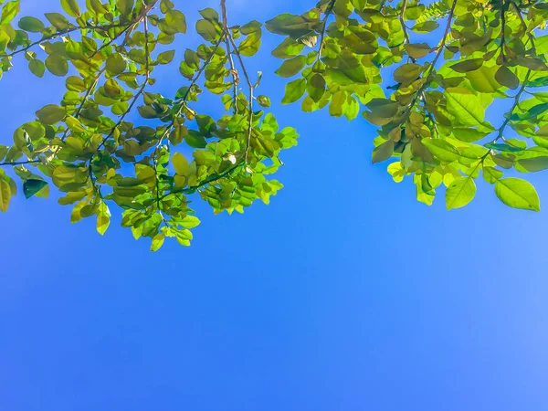 Folhas Amarelas Suaves Outono Sob Fundo Azul Céu Outono Verão — Fotografia de Stock