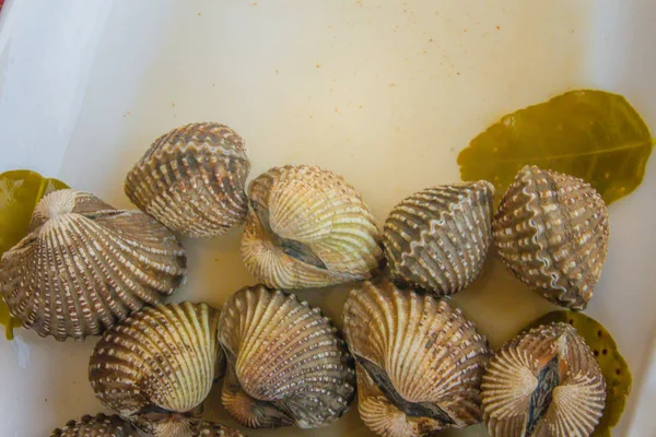 Metniniz için kopya alanı ile beyaz çanak üzerinde kan istiridye haşlanmış. Tarak çerçeve kopya alanı ile biraz uzun tuttum. Kan daraltan ya da deniz ürünleri kavramı için kan istiridye (Tegillarca granosa) arka plan.