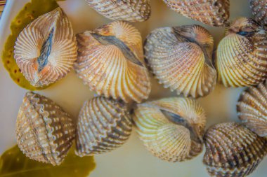 Beyaz yemek zemin üzerine haşlanmış kan istiridye. Herb ile haşlanmış daraltan çerçeve. Kan daraltan ya da deniz ürünleri kavramı için kan istiridye (Tegillarca granosa) arka plan.