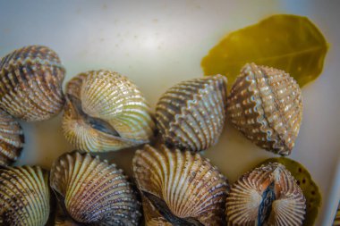 Metniniz için kopya alanı ile beyaz çanak üzerinde kan istiridye haşlanmış. Tarak çerçeve kopya alanı ile biraz uzun tuttum. Kan daraltan ya da deniz ürünleri kavramı için kan istiridye (Tegillarca granosa) arka plan.