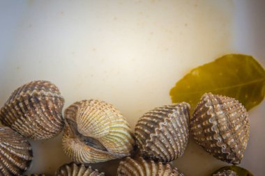 Metniniz için kopya alanı ile beyaz çanak üzerinde kan istiridye haşlanmış. Tarak çerçeve kopya alanı ile biraz uzun tuttum. Kan daraltan ya da deniz ürünleri kavramı için kan istiridye (Tegillarca granosa) arka plan.