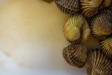 Metniniz için kopya alanı ile beyaz çanak üzerinde kan istiridye haşlanmış. Tarak çerçeve kopya alanı ile biraz uzun tuttum. Kan daraltan ya da deniz ürünleri kavramı için kan istiridye (Tegillarca granosa) arka plan.