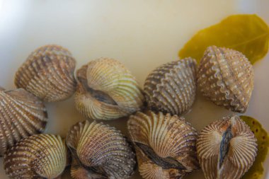 Metniniz için kopya alanı ile beyaz çanak üzerinde kan istiridye haşlanmış. Tarak çerçeve kopya alanı ile biraz uzun tuttum. Kan daraltan ya da deniz ürünleri kavramı için kan istiridye (Tegillarca granosa) arka plan.