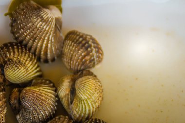 Metniniz için kopya alanı ile beyaz çanak üzerinde kan istiridye haşlanmış. Tarak çerçeve kopya alanı ile biraz uzun tuttum. Kan daraltan ya da deniz ürünleri kavramı için kan istiridye (Tegillarca granosa) arka plan.