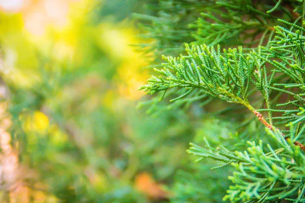 Pino Híbrido Verde Juniperus Chinensis Juniperus Junghuniana Mig Pino Dragón — Foto de Stock