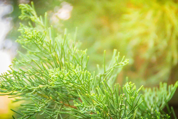 Pinheiro Híbrido Verde Juniperus Chinensis Juniperus Junghuniana Mig Pinheiro Dragão — Fotografia de Stock