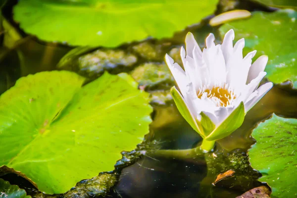 White Lotus Yellow Pollen Green Leaves Background Bloom White Water — Stock Photo, Image