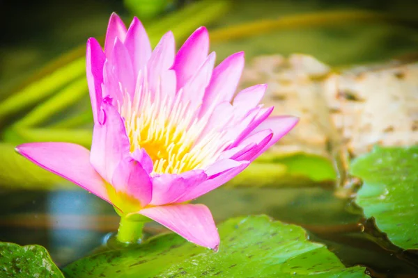 Bataklık Gölet Sarı Polen Ile Güzel Pembe Lotus Metin Kopyalama — Stok fotoğraf