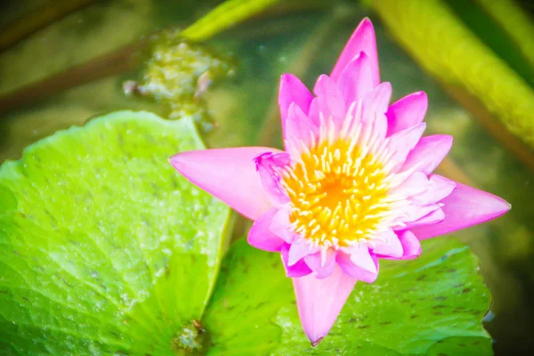 沼の池に黄色の花粉を美しいピンクの蓮 コピーのテキストのための領域とピンクのスイレンの花 ピンクの蓮の花と緑の葉が付いている池の黄色い花粉芽の背景 — ストック写真