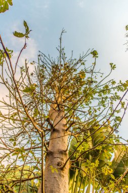 Baobab ağacının gövde doku arka plan. Baobab ağacının kabuğu soyut desen.