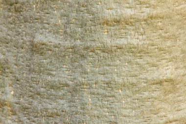 Baobab ağacının gövde doku arka plan. Baobab ağacının kabuğu soyut desen.