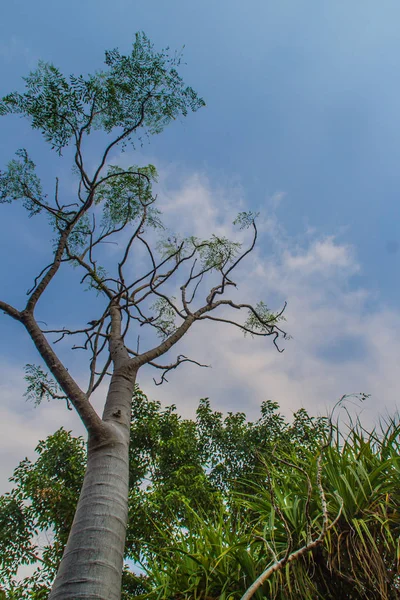 Baobab Albero Tronco Texture Sfondo Modello Astratto Sulla Corteccia Dell — Foto Stock