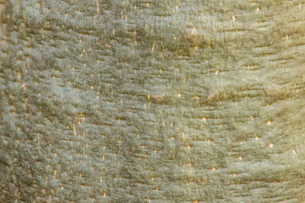 Baobab Strom Kmen Texturu Pozadí Abstraktní Vzor Kůře Stromu Baobab — Stock fotografie