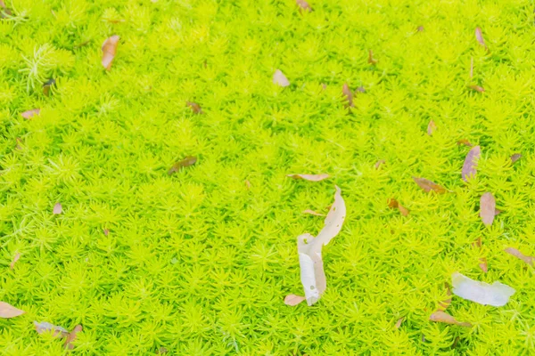 Fundo Verde Sedum Acre Também Conhecido Como Goldmoss Stonecrop Pedra — Fotografia de Stock