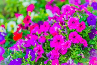 Güzel pembe mor Petunya çiçek flowerbed arka plan için. Petunyaların are bir-in bizim en popüler yaz yatak bitkiler, sonbaharın ilk ciddi frosts kadar yaz boyunca çiçeklenme.